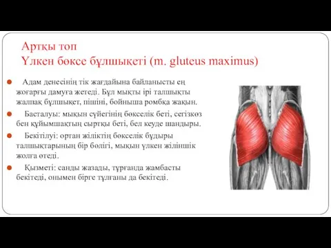 Артқы топ Үлкен бөксе бұлшықеті (m. gluteus maximus) Адам денесінің