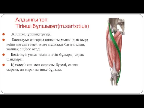 Алдынғы топ Тігінші бұлшықет(m.sartotius) Жіңішке, ұршықтәрізді. Басталуы: жоғарғы алдыңғы мықындық