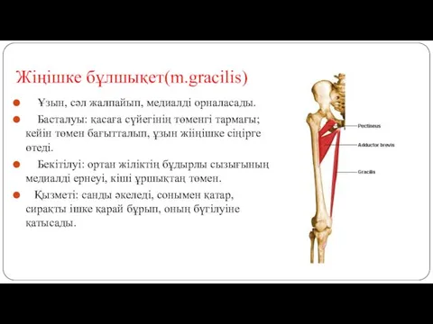 Жіңішке бұлшықет(m.gracilis) Ұзын, сәл жалпайып, медиалді орналасады. Басталуы: қасаға сүйегінің