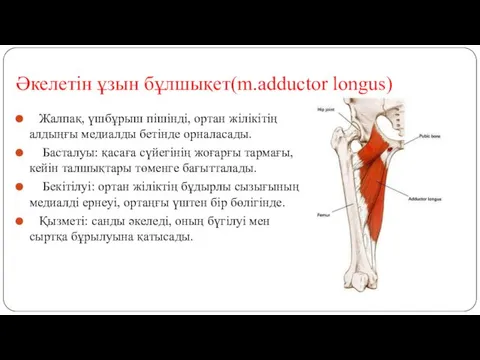 Әкелетін ұзын бұлшықет(m.adductor longus) Жалпақ, үшбұрыш пішінді, ортан жілікітің алдыңғы