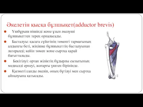 Әкелетін қысқа бұлшықет(adductor brevis) Үшбұрыш пішінді және ұзын әкелуші бұлшықеттен