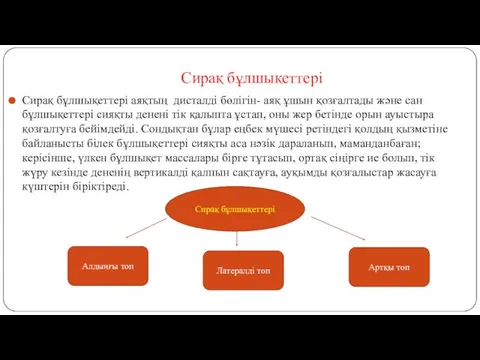 Сирақ бұлшықеттері Сирақ бұлшықеттері аяқтың дисталді бөлігін- аяқ ұшын қозғалтады