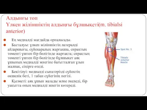 Алдынғы топ Үлкен жіліншіктің алдыңғы бұлшықеті(m. tibialsi anterior) Ең медиалді