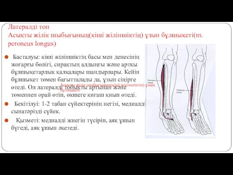 Латералді топ Асықты жілік шыбығының(кіші жіліншіктің) ұзын бұлшықеті(m. peroneus longus)