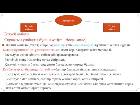 Беткей қабаты Сирақтың үшбасты бұлшықеті(m. triceps surae) Жалпы өкшелік(ахилл) сіңірі