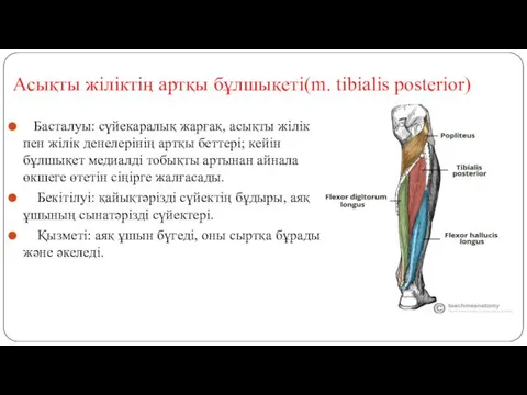 Асықты жіліктің артқы бұлшықеті(m. tibialis posterior) Басталуы: сүйекаралық жарғақ, асықты