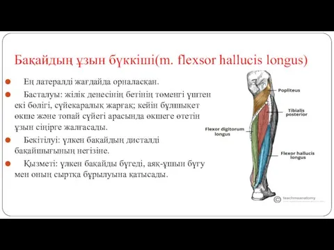 Бақайдың ұзын бүккіші(m. flexsor hallucis longus) Ең латералді жағдайда орналасқан.