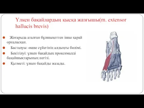 Үлкен бақайлардың қысқа жазғышы(m. extensor hallucis brevis) Жоғарыда аталған бұлшықеттен