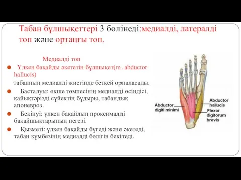 Табан бұлшықеттері 3 бөлінеді:медиалді, латералді топ және ортаңғы топ. Медиалді