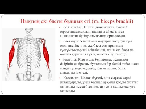 Иықтың екі басты бұлшық еті (m. biceps brachii) Екі басы