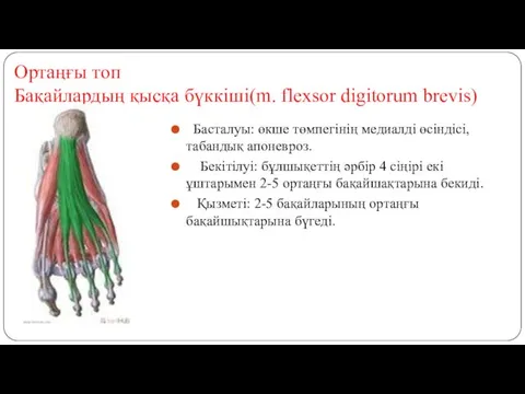 Ортаңғы топ Бақайлардың қысқа бүккіші(m. flexsor digitorum brevis) Басталуы: өкше