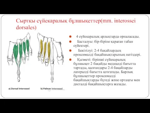 Сыртқы сүйекаралық бұлшықеттер(mm. interossei dorsales) 4 сүйекаралық арлықтарда орналасады. Басталуы: