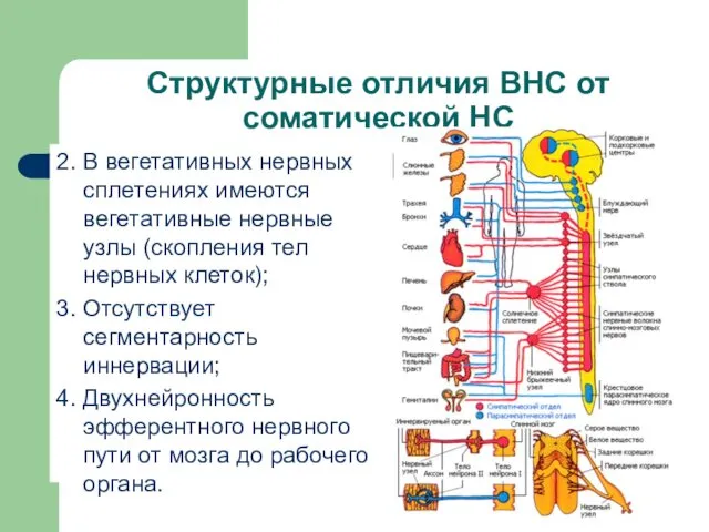 Структурные отличия ВНС от соматической НС 2. В вегетативных нервных