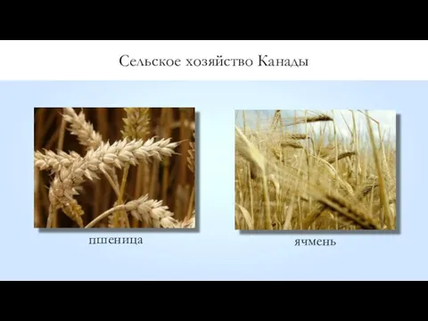 Сельское хозяйство Канады пшеница ячмень