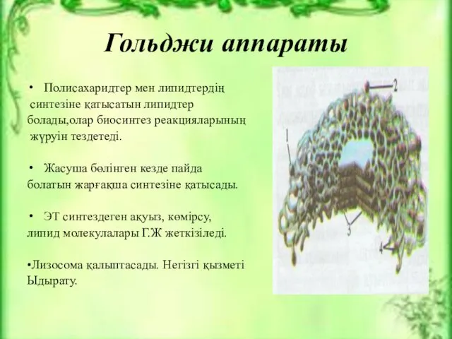 Гольджи аппараты Полисахаридтер мен липидтердің синтезіне қатысатын липидтер болады,олар биосинтез