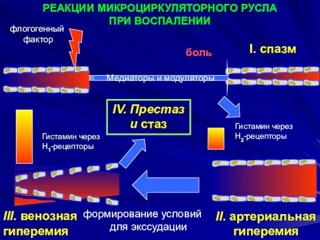 РЕАКЦИИ МИКРОЦИРКУЛЯТОРНОГО РУСЛА ПРИ ВОСПАЛЕНИИ флогогенный фактор боль Медиаторы и