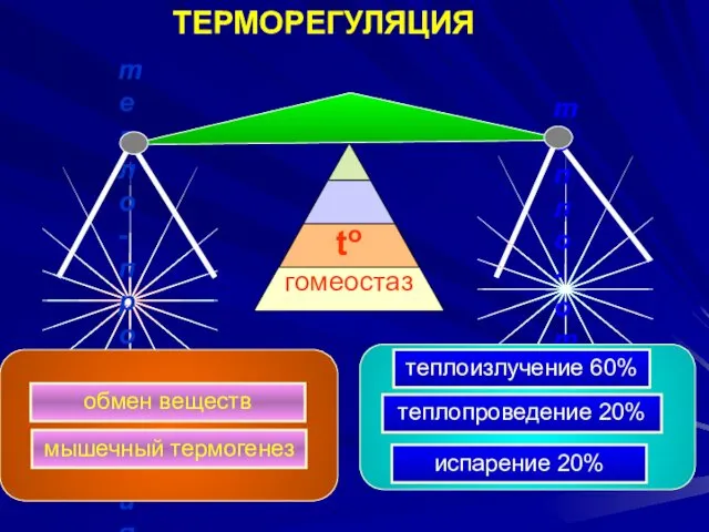 to гомеостаз ТЕРМОРЕГУЛЯЦИЯ