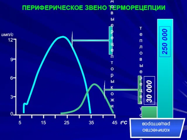 ПЕРИФЕРИЧЕСКОЕ ЗВЕНО ТЕРМОРЕЦЕПЦИИ количество рецепторов