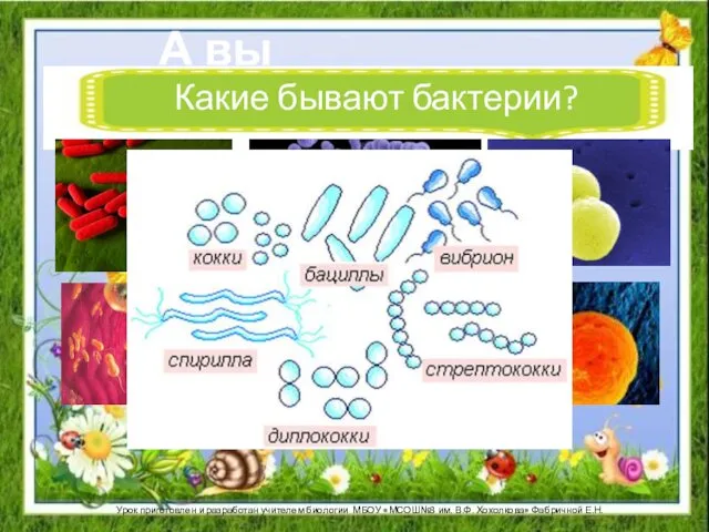 А вы помните… Какие бывают бактерии? Урок приготовлен и разработан