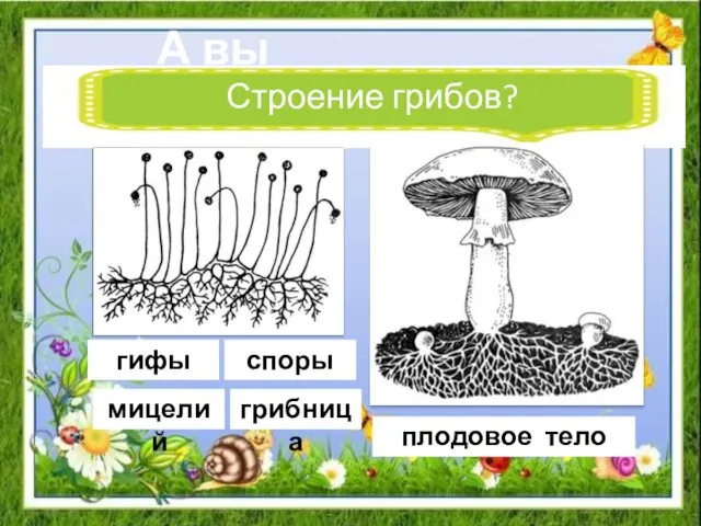 А вы помните… Строение грибов? грибница мицелий гифы плодовое тело споры