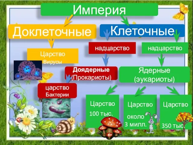 Империя Доклеточные Клеточные Царство Вирусы надцарство Доядерные (Прокариоты) Ядерные (эукариоты)