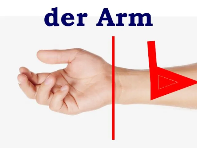 der Arm