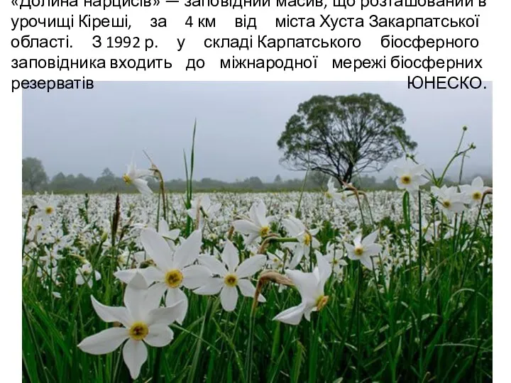 «Долина нарцисів» — заповідний масив, що розташований в урочищі Кіреші,