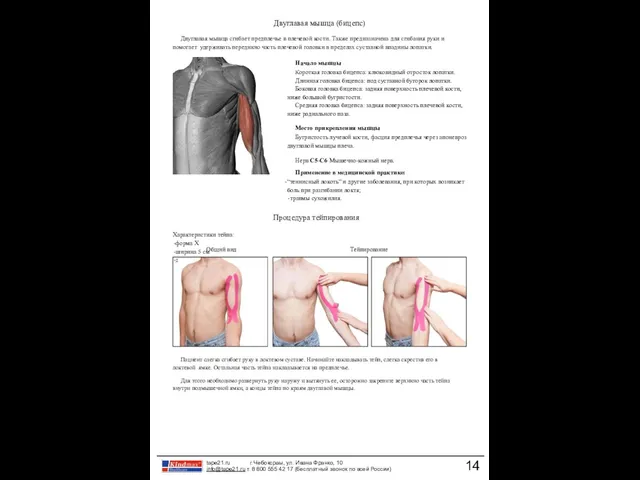 Общий вид Тейпирование Двуглавая мышца (бицепс) Двуглавая мышца сгибает предплечье в плечевой кости.