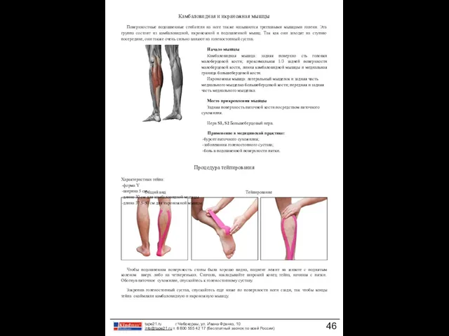 Общий вид Тейпирование Камбаловидная и икраножная мышцы Поверхностные подошвенные сгибатели на ноге также