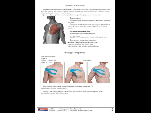 Общий вид Тейпирование Большая грудная мышца Большая грудная мышца приводит в движение и