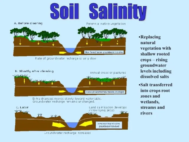 Replacing natural vegetation with shallow rooted crops – rising groundwater