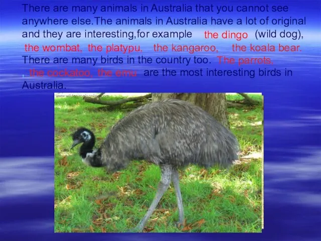 There are many animals in Australia that you cannot see anywhere else.The animals