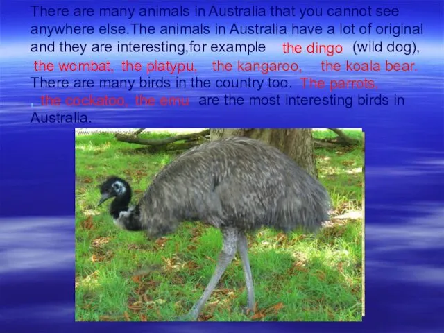 There are many animals in Australia that you cannot see