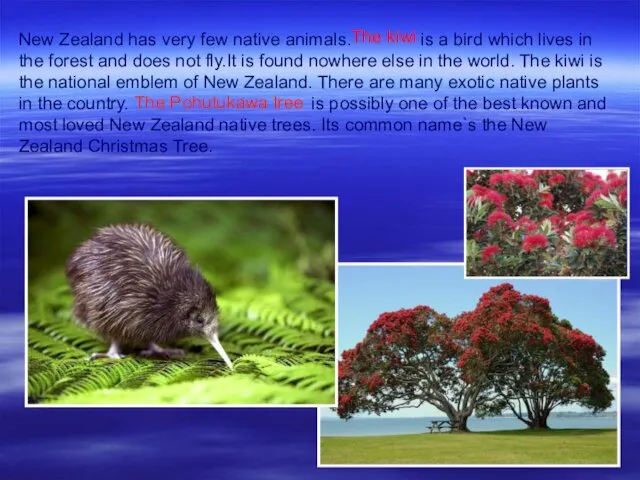 New Zealand has very few native animals. is a bird which lives in
