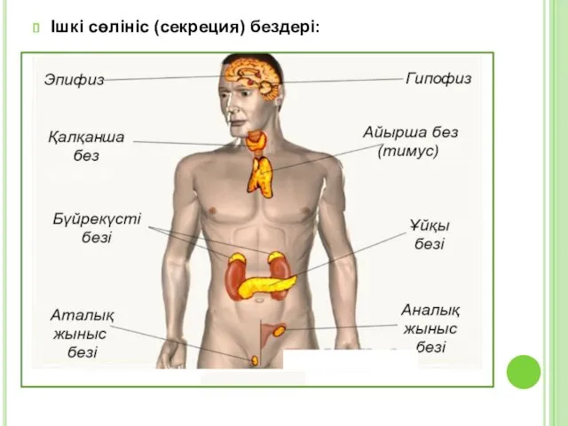 Ішкі сөлініс (секреция) бездері: