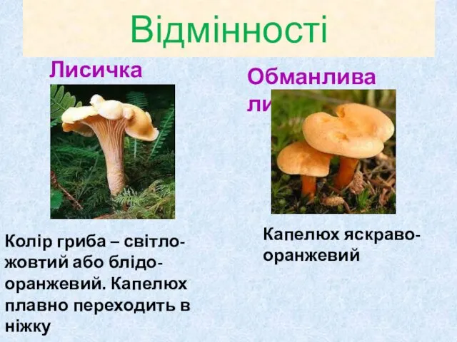 Відмінності Лисичка Обманлива лисичка Колір гриба – світло-жовтий або блідо-оранжевий.