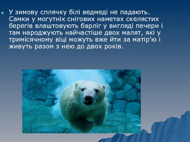 У зимову сплячку білі ведмеді не падають. Самки у могутніх