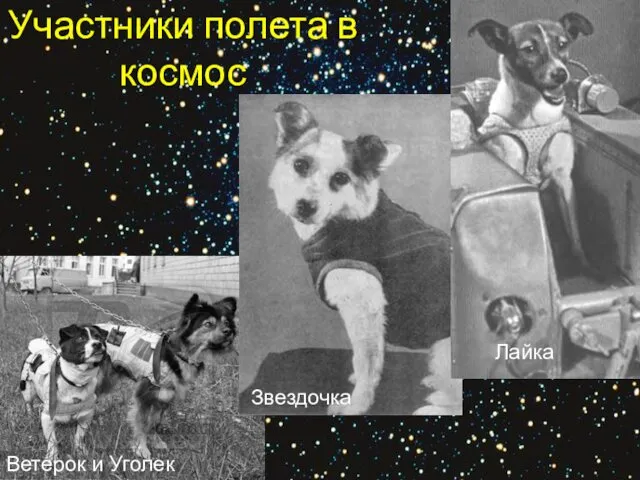 Участники полета в космос Ветерок и Уголек Звездочка Лайка