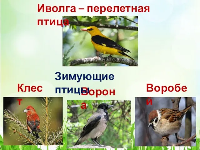 Иволга – перелетная птица Клест Ворона Воробей Зимующие птицы