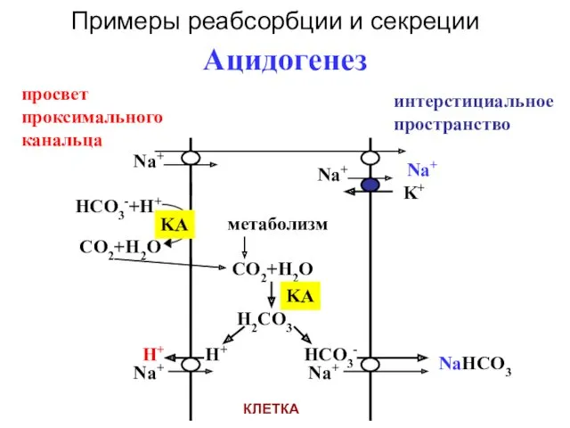 Ацидогенез Na+ Na+ K+ HCO3-+H+ KA CO2+H2O метаболизм CO2+H2O H2CO3