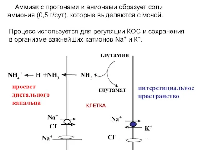 просвет дистального канальца интерстициальное пространство NH4+ H++NH3 NH3 глутамин глутамат