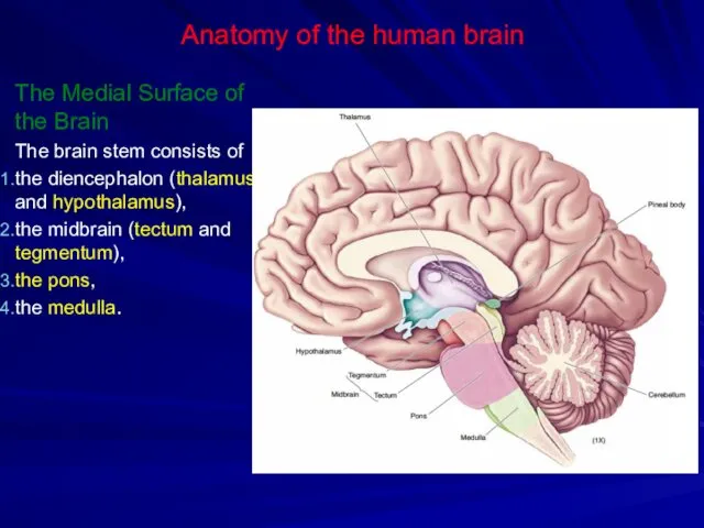 Anatomy of the human brain The Medial Surface of the