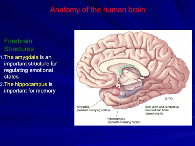 Anatomy of the human brain Forebrain Structures The amygdala is