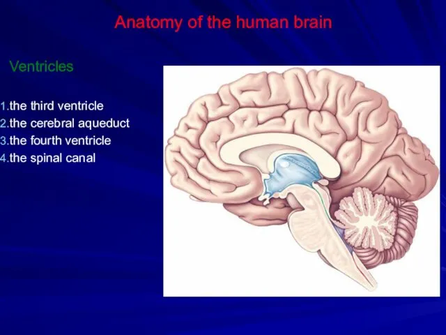 Anatomy of the human brain Ventricles the third ventricle the