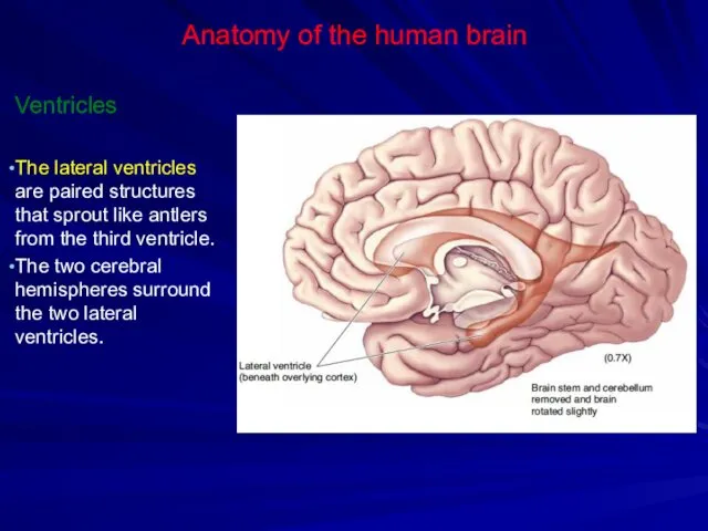 Anatomy of the human brain Ventricles The lateral ventricles are