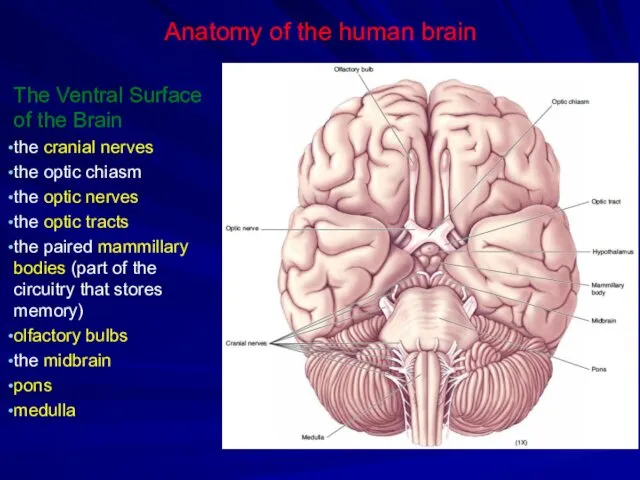 Anatomy of the human brain The Ventral Surface of the