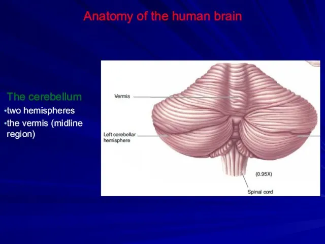 Anatomy of the human brain The cerebellum two hemispheres the vermis (midline region)