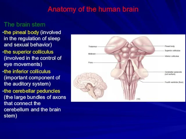 Anatomy of the human brain The brain stem the pineal