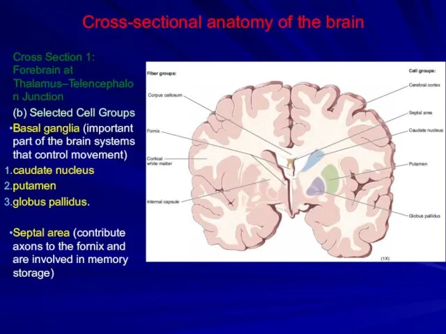 Cross-sectional anatomy of the brain Cross Section 1: Forebrain at