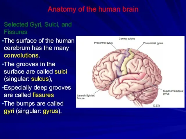 Anatomy of the human brain Selected Gyri, Sulci, and Fissures